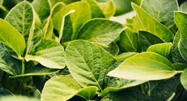 2023 PA Soybean Contest Deadline Approaching