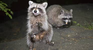 New program boosts wildlife and Chesapeake Bay