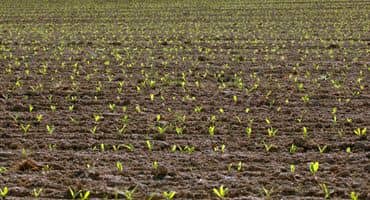 Much Needed Rain Stabilized Crop Conditions in Indiana