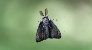 New York State Agriculture Department Asks Residents Along Lake Ontario to Report Box Tree Moth