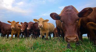 Could We Breed Cows That Emit Less Methane?