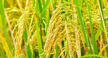 Rice Can Help NYS Farms Profit From Climate-Change Flooding