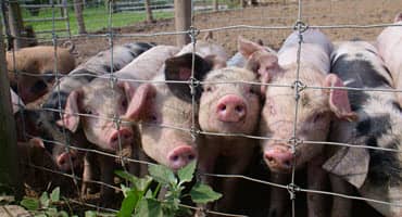 Missouri Ag Ed program sprouts at local school