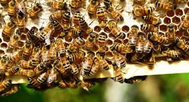 Farm bureau opposes neonicotinoid ban