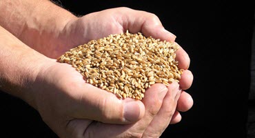 Cornellians Take the Stage at Global Food Security Dialogue