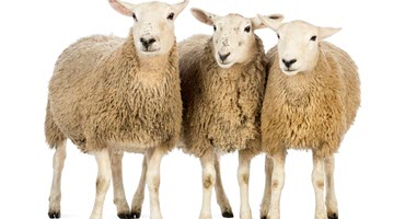 Mark Your Calendar for the Hoosier Sheep Symposium on Sept. 23