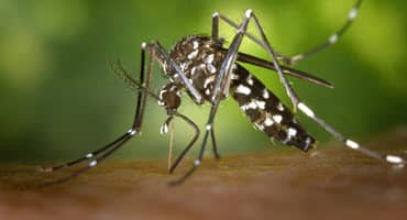 Michigan Launches New “Buggin’ Out” Video Series to Educate About Insects