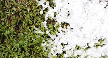 Options for Planting Annual Forages After Hail