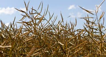 Scoular's canola MVP - boosting canola farming for renewable fuels