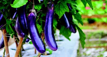Join the 2023 Specialty Crop Field Day at SDSU