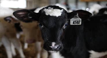 New organic insecticide shields cattle from pesky flies