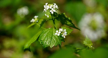 Effective Mustard Weed Management Boosts Crop Yields