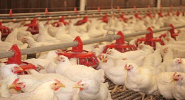 Pennsylvania reimburses farmers for avian influenza losses