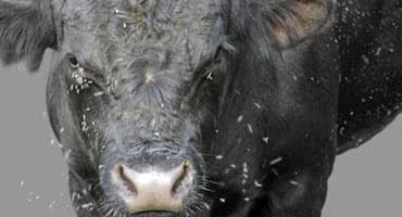 Fescue Toxicos - A Stealthy Threat to Cattle Health