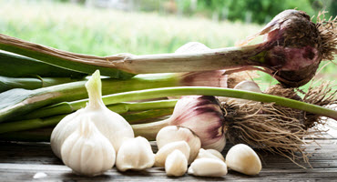 Iowa Department of Agriculture Receives $355k Grant Funding to Boost Specialty Crops