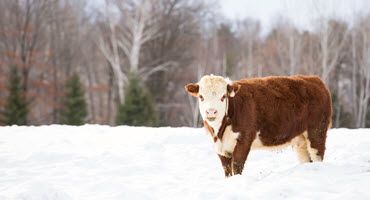 Ensuring cattle hydration in cold climates