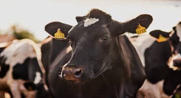 Boost calf health - pre calving nutrition tips for cows