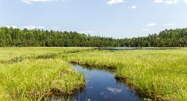 Bird Populations Plummet as Habitats Shrink