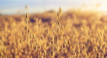Michigan’s wheat and oats - A 2023 tale of consistency and change