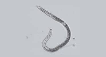 How to manage SCN and protect yields