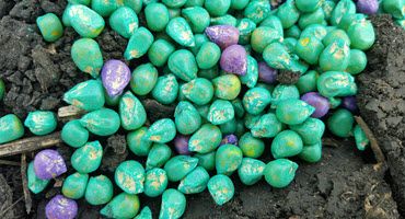 New Corn Seed Trait Protects Against Corn Rootworm