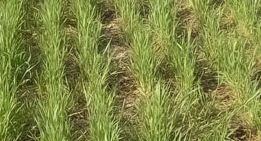 Rye the Right Crop for “Nabbing” Nitrates, Capturing Carbon and Generating Bioenergy