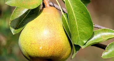 Kansas to debate Callery Pear tree quarantine