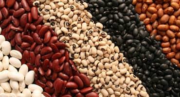 Panhandle’s dry bean harvest pushes forward with research