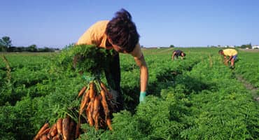 Hot summer hampers farm harvests