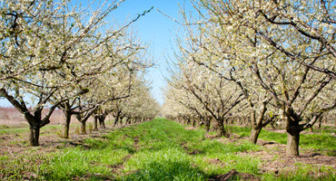 Nebraska Pulse Crops Conference Scheduled at Two Locations