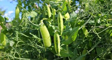 Results for 2023 Nebraska Pea Variety Testing Released