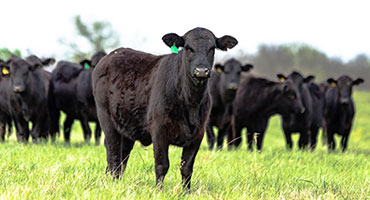 Unlocking cattle growth - Husker scientists dive into genetic efficiency