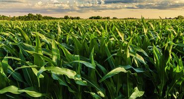 Scout for Black Cutworm in Corn Early This Year