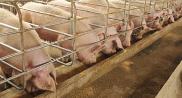 Iowa Farm Groups Highlight Concerns Over Supreme Court Ruling on California Animal Cruelty Law