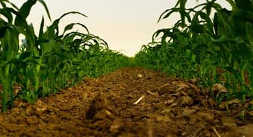 Iowa Crop Progress and Condition Report May 15-21, 2023