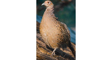 Revitalizing Bobwhite Quail Conservation Efforts in Iowa: A Path to Thriving Populations