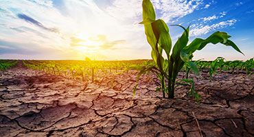 Drought Impacts Water Quality for Livestock