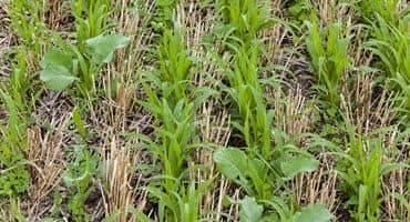 Fast Food Hamburgers Are Helping Kansas Ranchers Save Dwindling Native Grasslands