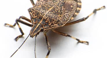 Protecting Plants, Crops From Invasive Species