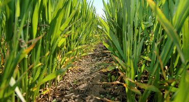 How is This Mild Winter Affecting My Wheat Crop?
