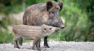 MDARD Grants Boost Animal Welfare Projects in Michigan Shelters