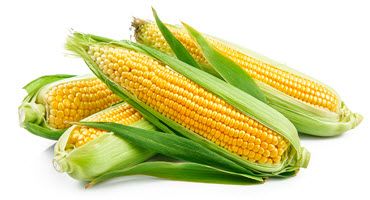 Michigan Corn Growers Association Elects New Board Members