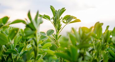 NDSU Extension projects commodity prices for 2024