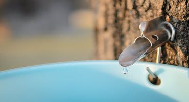 Kentucky maple syrup - sweet success at blues end farm