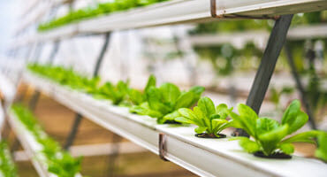 Winter greens thrive in tunnels - boosting income
