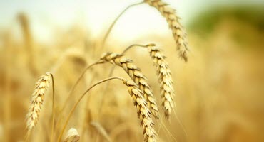 ‘Tiny Tornadoes’ Around Leaves Spread Deadly Plant Pathogens