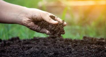 Dakota Gardener: 2024 is the Year of the Hosta