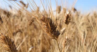 Durum wheat prices dip below $9 in January