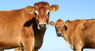 Ohio Maintains Stable Cattle Inventory in 2024