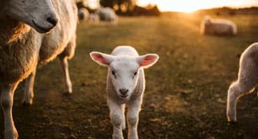 US sheep population dips - lamb market set to rise